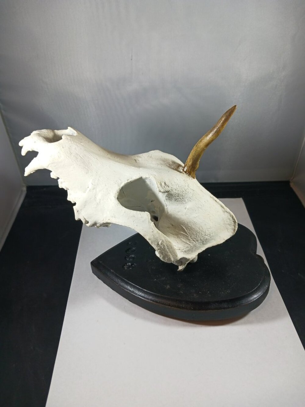 Mounted Muntjac Deer Skull - Picture 3 of 9